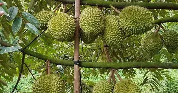 Giá sầu riêng tăng vọt