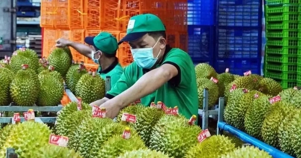 Xuất khẩu sầu riêng cao nhất từ trước đến nay