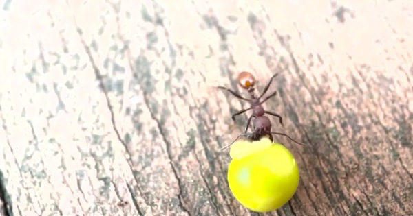 Phát hiện ở sân sau nhà của một cậu bé 8 tuổi đã thực sự thay đổi khoa học mãi mãi