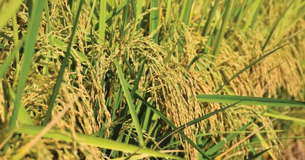 Giá gạo lao dốc, Thái Lan bất ngờ tìm ra một vị cứu tinh tại châu Á: Xuất khẩu gấp 6 lần năm trước cộng lại, là quốc gia đang thiếu hụt trầm trọng