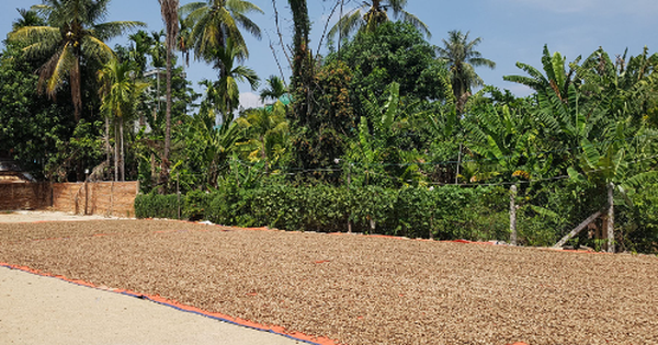 Cứu tinh từ châu Phi đổ bộ giúp Việt Nam xuất khẩu bỏ xa cả thế giới: Nước ta chi hàng tỷ USD mỗi năm để mua hàng, được người Mỹ cực kỳ ưa chuộng