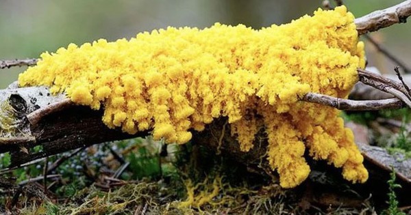 "Quái vật" kỳ lạ nhất hành tinh: Không não nhưng rất thông minh, có gần 720 giới tính