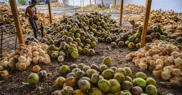 Mỹ miễn thuế với một loại sản vật tỷ đô, nông dân Philippines vẫn gặp khó vì giá rẻ, Việt Nam cũng đang chứng kiến giá lao dốc