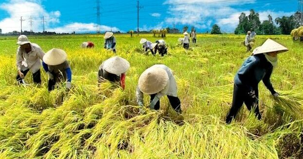 “Bà con nông dân bán lúa thì làm gì có hóa đơn”: Cơ quan thuế giải đáp vướng mắc cho hộ kinh doanh