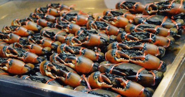 Kho báu dưới nước của Việt Nam 'bơi' sang Mỹ, Nhật Bản siêu đắt hàng: xuất khẩu tăng khủng hơn 600%, chất lượng vượt trội hàng đầu thế giới