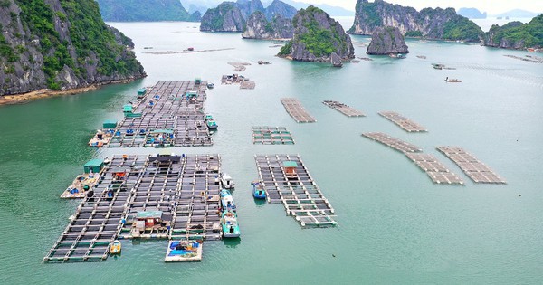 Người Nhật thắt lưng buộc bụng, hàng Việt Nam vẫn "cháy hàng" ở thị trường khó tính bậc nhất thế giới