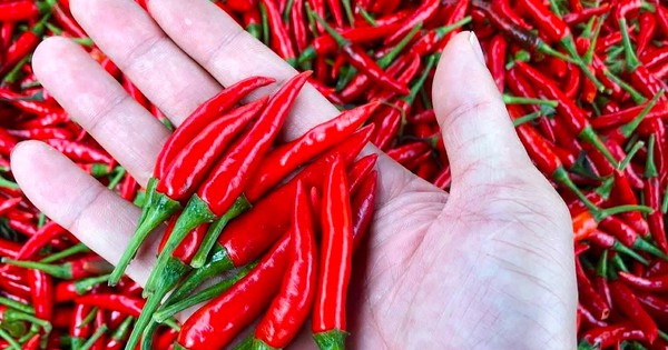 Ớt tươi ở TP.HCM vẫn neo giá 160.000 đồng/kg