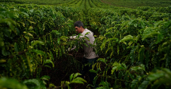 Cà phê robusta trỗi dậy: Một quốc gia BRICS đặt mục tiêu tăng sản lượng gấp 150 lần, Việt Nam đang dẫn đầu thế giới