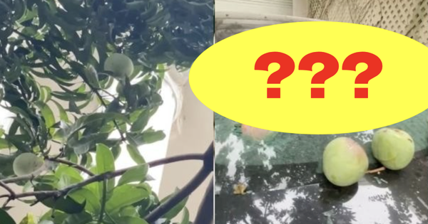 Quả xoài "tai tiếng" nhất Việt Nam: Khiến một nữ đại gia tốn cả trăm triệu vẫn chỉ biết "im lặng chịu trận"