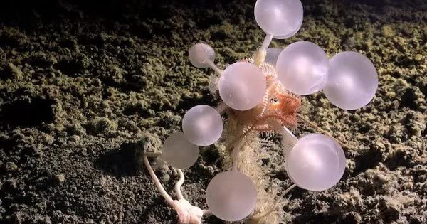 Phát hiện hàng trăm loài mới trong thử nghiệm khai thác khoáng sản đáy biển