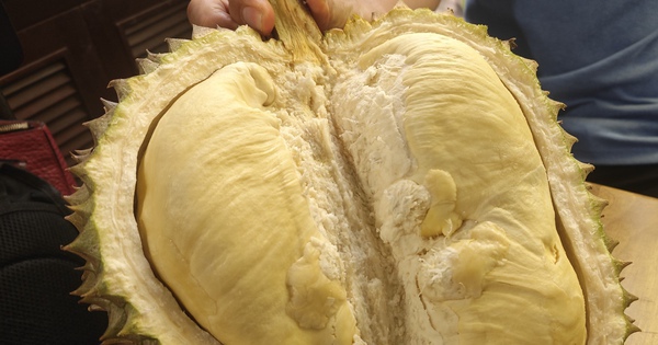 Giá sầu riêng trái vụ bất ngờ rớt mạnh