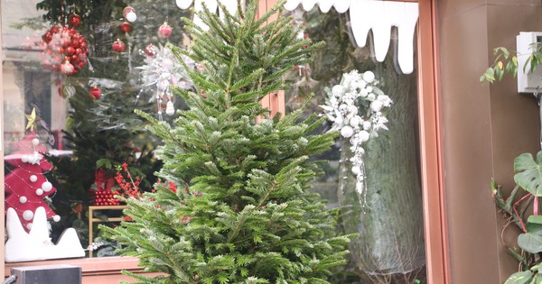 Đại gia Hà Nội chi hơn 100 triệu đồng mua thông tươi nhập khẩu đón Giáng sinh