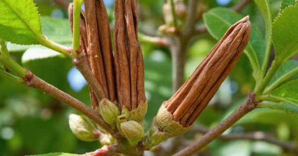 Hàng nghìn tấn hàng từ Indonesia vừa đổ bộ giúp Việt Nam thống lĩnh ‘mỏ vàng’ triệu đô của thế giới: Chiếm 72% nguồn cung, là cây từ thân đến lá đều mài ra tiền