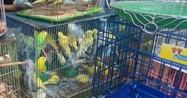 Kiểm tra cửa hàng chim cảnh nổi tiếng ở TPHCM, tạm giữ 341 con chim đủ loại