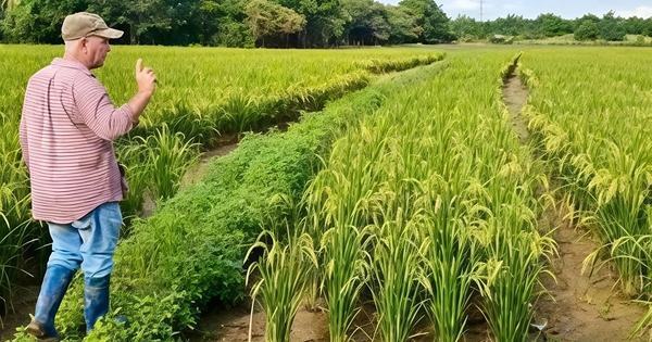 Giống lúa Việt Nam "gây sốt" khi được Cuba trồng đại trà: Nông dân thu hoạch xong phải… ngỡ ngàng