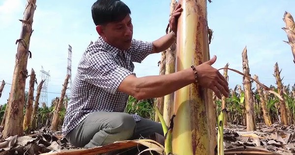 Ít ai ngờ thân cây bị vứt bỏ sau thu hoạch lại kiếm hơn nửa tỷ/tháng cho nông dân Đồng Nai