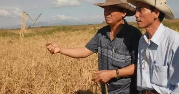 Sau Việt Nam, thêm một quốc gia muốn sản xuất gạo tại Cuba: Đặt mục tiêu canh tác 10.000 ha, cung cấp toàn bộ vật tư đầu vào, kỹ thuật