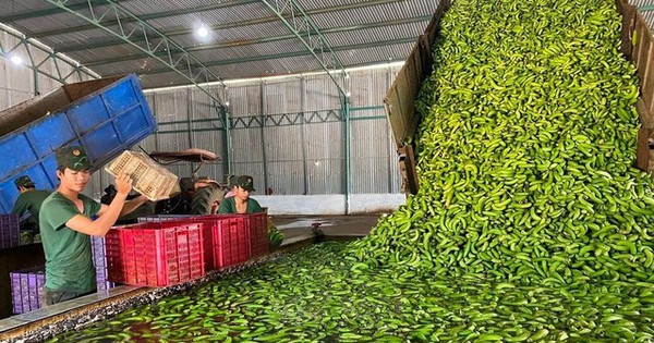 'Trái cây hạnh phúc' của Việt Nam khiến Nhật Bản, Trung Quốc tranh phần nhập khẩu, một loạt đại gia chạy đua mở rộng diện tích