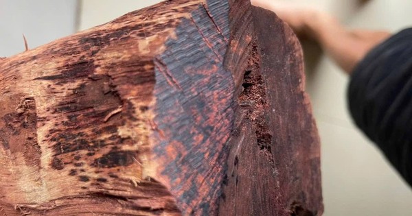 Thương lái ồ ạt thu mua gỗ mán đỉa giá 3 triệu/kg: Kiểm lâm Quảng Trị vào cuộc