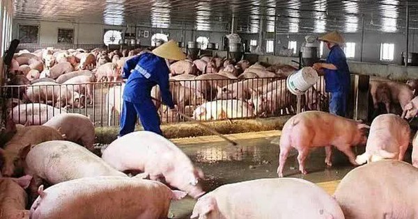 Nhu cầu thịt lợn dự báo tăng mạnh, giá có thể nhích lên dịp Tết