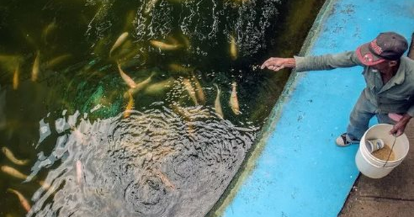 Trước khi mang giống lúa gây sốt sang Cuba, hóa ra Việt Nam đã mang công nghệ nuôi cá ‘đổi đời’ sang đây từ 14 năm trước, thu kết quả ấn tượng chỉ trong 3-4 tháng