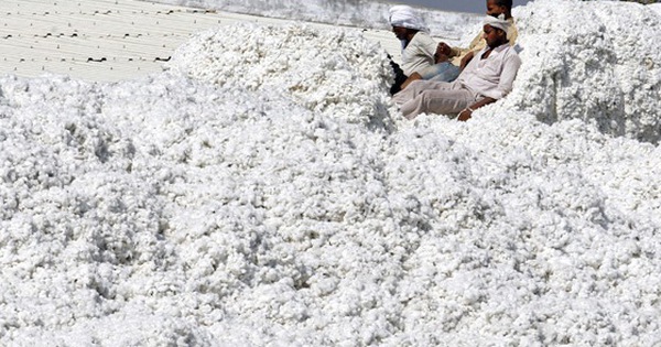 Xuất khẩu sang Trung Quốc lao dốc, Mỹ tăng mạnh đưa 'vàng trắng' vào Việt Nam, nước ta tiêu thụ đứng thứ 3 thế giới