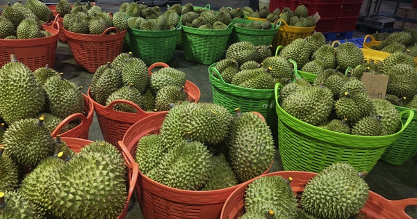 Sầu riêng trái vụ tiếp tục rớt giá, nông dân lo lắng