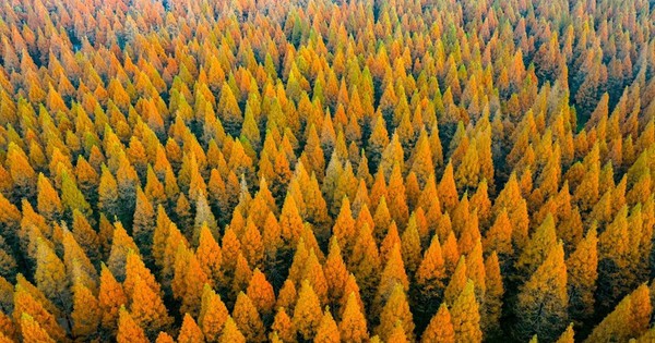 Vì sao Trung Quốc trồng 78 tỷ cây xanh nhưng lại khiến nhiều vùng khô hạn hơn?