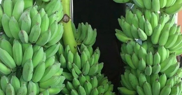 Chuối dự báo sớm gia nhập "câu lạc bộ" xuất khẩu tỷ đô