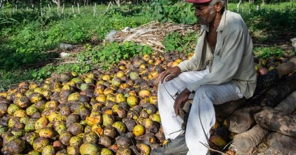 Một loại 'vàng xanh trên cây' của Cuba gặp khó: Bất ngờ thối rữa tại vườn không thể thu hoạch, thị trường sốt giá lên mức xa xỉ