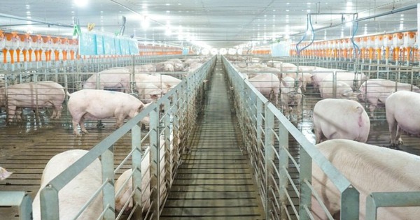 Giá heo bật tăng 36% lên 65.000 đồng/kg do cung suy giảm, “đại gia” chăn nuôi công nghệ cao hưởng lợi