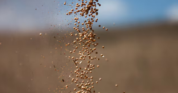 Nhận tin buồn từ Trung Quốc, Mỹ đưa gần 1 triệu tấn ‘hạt vàng’ vào Việt Nam: Nước ta tiêu thụ hàng triệu tấn mỗi năm, giá rẻ hấp dẫn