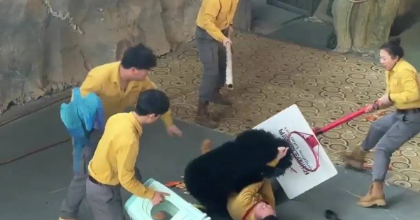 Kinh hoàng khoảnh khắc gấu đen tấn công huấn luyện viên trong sở thú