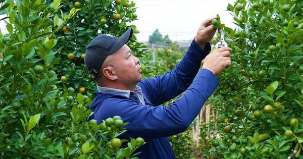 Đào, quất Tết 2026: Chưa có khách mua, nông dân Hà Nội đã dự đoán lợi nhuận sẽ giảm 15% bởi một lý do