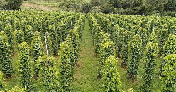 'Sản vật' của Việt Nam đổ bộ Mỹ với giá siêu đắt: Thị phần bằng các đối thủ cộng lại, thế giới ngày càng khan hiếm