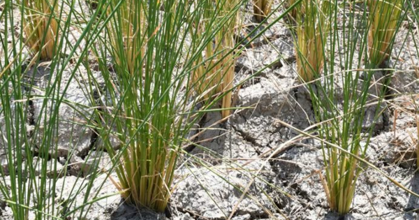 Tin buồn cho gạo Việt Nam, Thái Lan: Nền kinh tế lớn nhất Đông Nam Á tuyên bố đã tự túc hoàn toàn gạo và ngô, chấm dứt nhập khẩu từ năm 2025