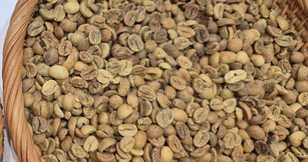 Giá cà phê hôm nay 19-12: Giảm phiên thứ 6 liên tiếp