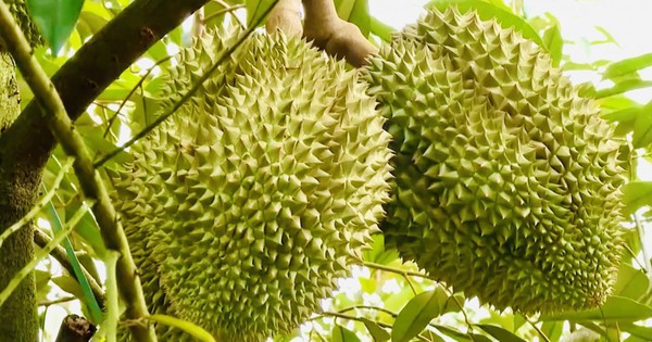 Thí điểm truy xuất nguồn gốc sầu riêng bằng tem do Bộ Công an phát hành