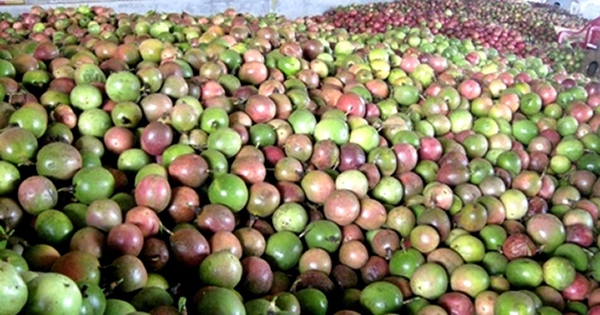 Trung Quốc ồ ạt thu mua một 'sản vật' triệu USD của Việt Nam, nước ta là nhà xuất khẩu lọt top 10 thế giới