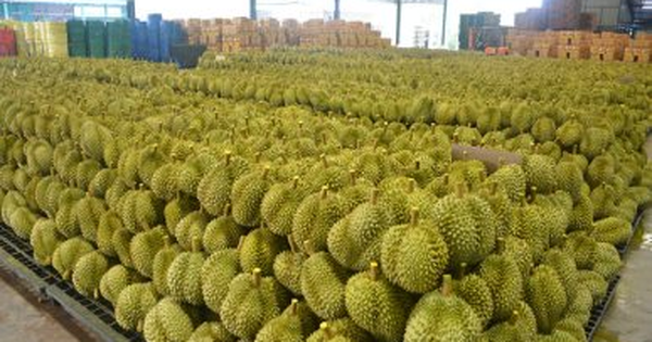 Không phải Thái Lan hay Việt Nam, một quốc gia Đông Nam Á đón tin buồn với sầu riêng: Xuất khẩu giảm 7 lần do thời tiết, thị phần tại Trung Quốc dưới 1%