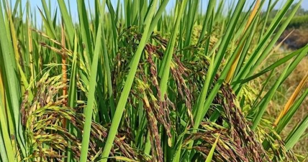 Sau Cuba, Việt Nam tiếp tục đem nhiều loại gạo gây sốt sang trồng tại Nam Mỹ, vừa chuyển giao cả giống lúa lẫn kỹ thuật canh tác