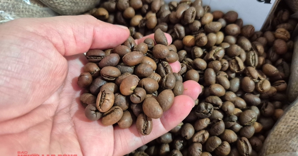 Giá cà phê hôm nay 21-12: Về lại mốc 90.000 đồng/kg
