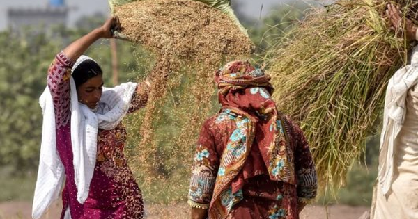Loạt quốc gia ngừng nhập khẩu, gạo Thái Lan bất ngờ đón tin vui: Một cá mập vừa mua nửa triệu tấn gạo, giá lên tăng cao nhất hơn 7 tháng