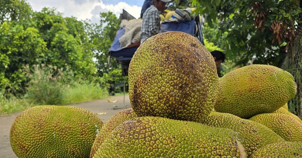 Thêm một loại trái cây phổ biến của Việt Nam được xuất khẩu chính ngạch sang Trung Quốc