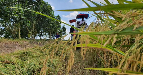 Việt Nam giúp Cuba trồng lúa đạt năng suất chưa từng có, nước bạn đưa ra quyết định 'đặc biệt'