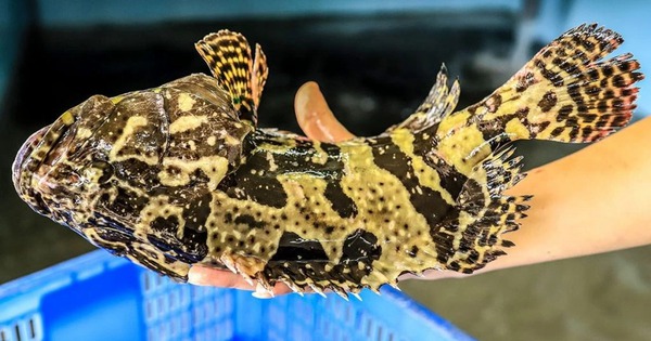 Nuôi "Đệ nhất đặc sản biển" trong lồng HDPE chịu được bão cấp 12, bà con thu về trăm triệu