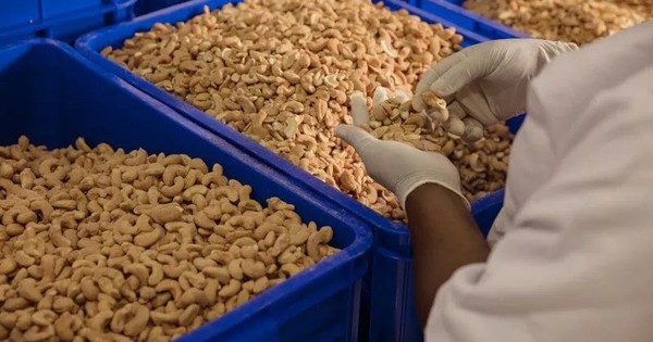 'Vàng mười' giúp Việt Nam xuất khẩu bỏ xa thế giới: Được người Trung Quốc thừa nhận 'ăn đứt' hàng nội, đem sang trồng 2.000 ha tại Cuba