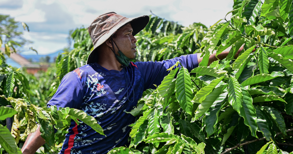 Một nông sản Việt lập dấu mốc chưa từng có sau 35 năm