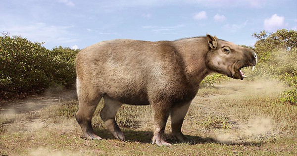 Loài chuột khổng lồ nặng 1 tấn, dài 3 mét, to ngang con trâu mộng