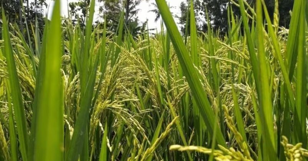 Nhận tin tình báo, cơ quan chức năng thu giữ một lô hàng 3,2 tấn gạo nhập lậu được giấu tinh vi trong các bao xi măng